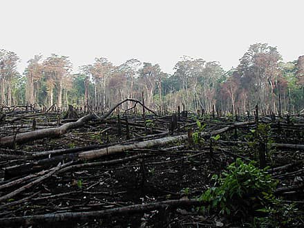 RDC/Environnement : lancement officiel du programme REDD+ dans la province de Haut-Uele 