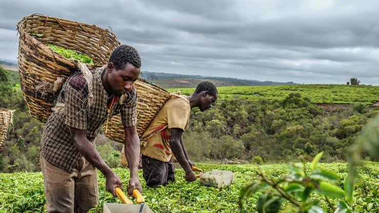 Sommet extraordinaire de Kampala : Kinshasa a plaidé pour la mise en place du programme de production de semences