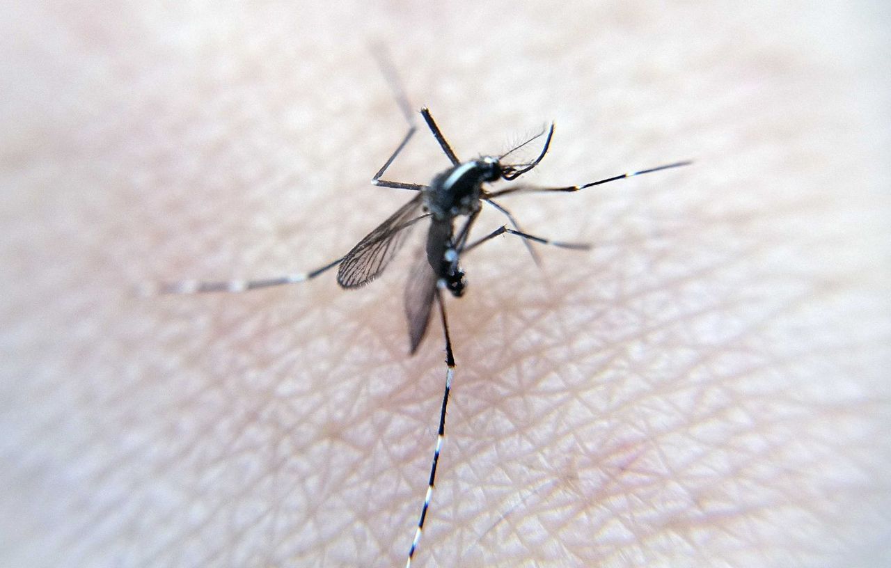 Europe : face au réchauffement climatique, les maladies transmises par les moustiques deviennent une « nouvelle normalité »
