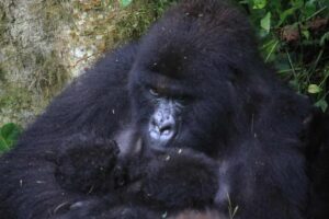 Gorilles de montagne : une deuxième naissance rarissime de jumeaux en pleine zone de conflit en RDC