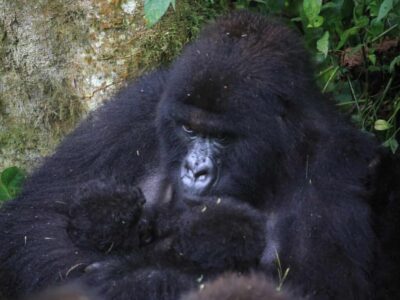 Gorilles de montagne : une deuxième naissance rarissime de jumeaux en pleine zone de conflit en RDC