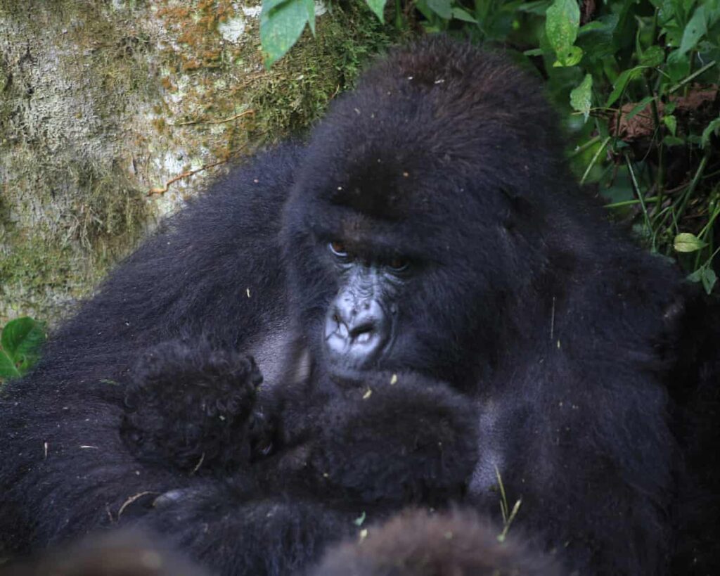 Gorilles de montagne : une deuxième naissance rarissime de jumeaux en pleine zone de conflit en RDC